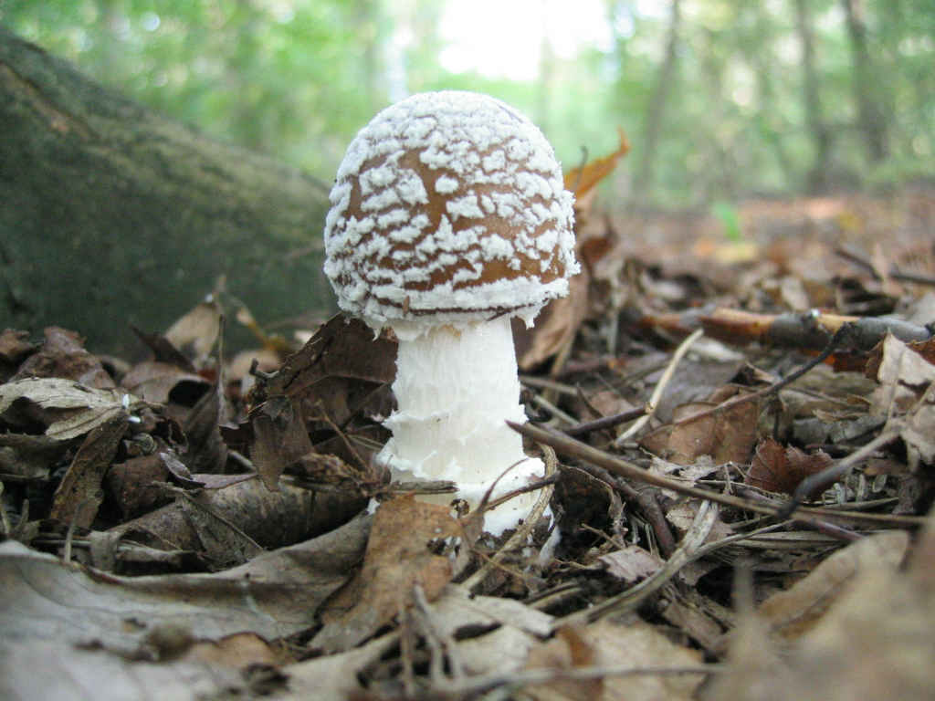 2005 :  Un anno di funghi